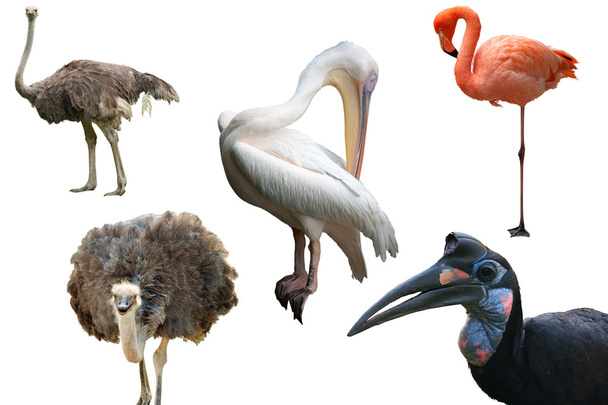 Avestruzes, um Pelicano, um Flamingo e um Hornbill Terreno Abissínio isolado em branco
 - Foto, Imagem