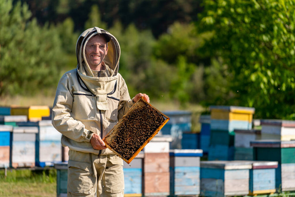 Natural honey farming honeycombs. Beekeeper working in apiary. - 写真・画像