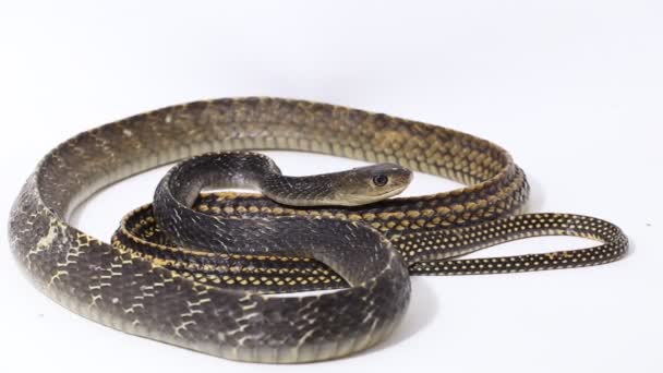 Keeled rat had tyas carinata izolované na bílém pozadí - Záběry, video
