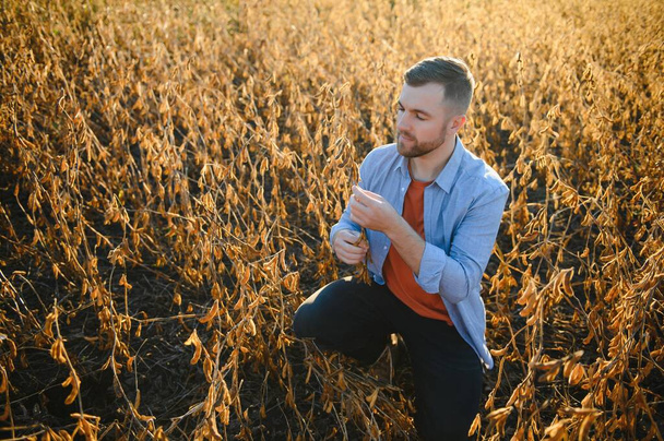A farmer inspects a soybean field. The concept of the harvest. - Fotoğraf, Görsel