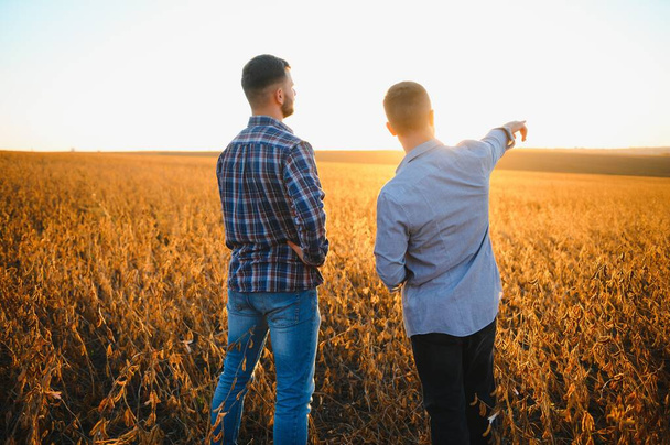 Two farmers standing in a field examining soybean crop before harvesting - Foto, Bild
