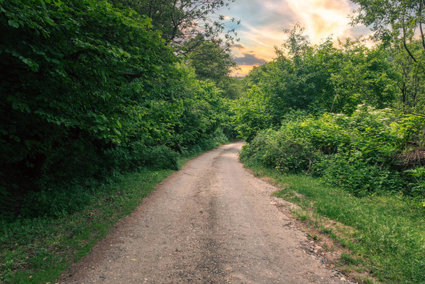 Gravel road in the green fores - Photo, Image