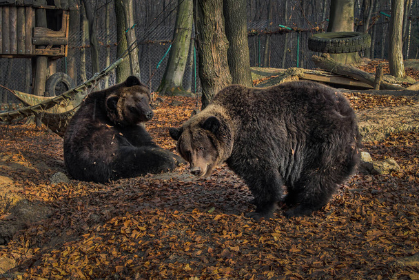 Два бурых медведя (Ursus arctos) на осеннем фоне. Дикие гризли в вольере зоопарка. взрослый медведь - Фото, изображение