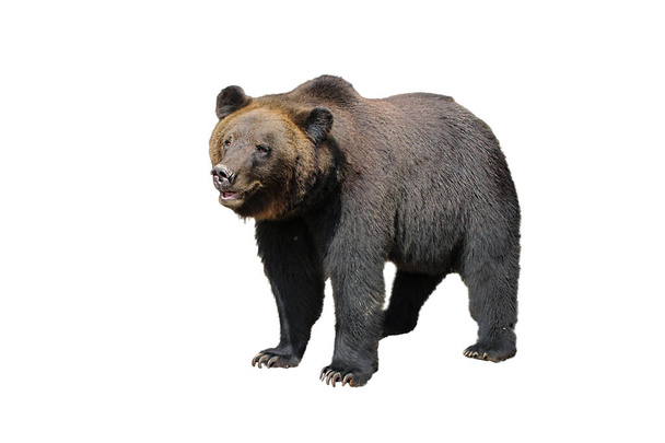 Oso marrón grande aislado sobre fondo blanco (Ursus arctos). Grizzly juego de oso para el diseño - Foto, imagen