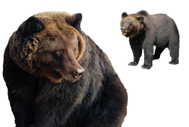Набор больших бурых медведей изолирован на белом фоне (Ursus arctos). Гризли в различных позах для дизайна - Фото, изображение