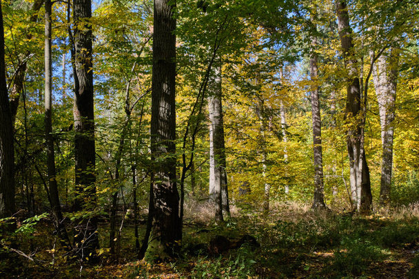 Vecchio stand bosco deciduo con vecchia quercia nel pomeriggio d'estate, Foresta Bialowieza, Polonia, Europa - Foto, immagini