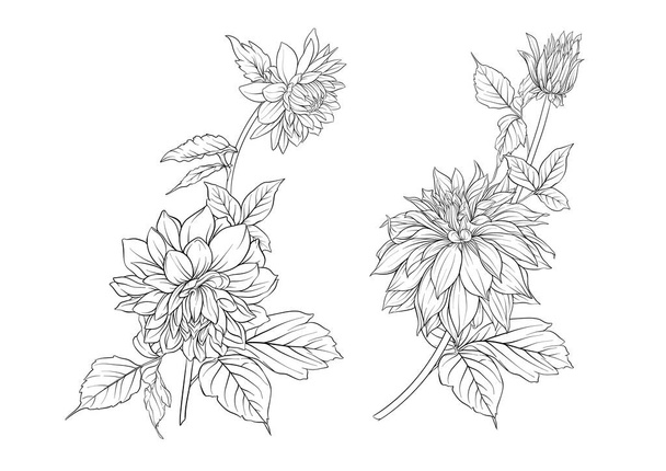 Dahlias flowers, outline and coloured style Clip art, set of elements for design Vector illustration. In botanical style - Vettoriali, immagini