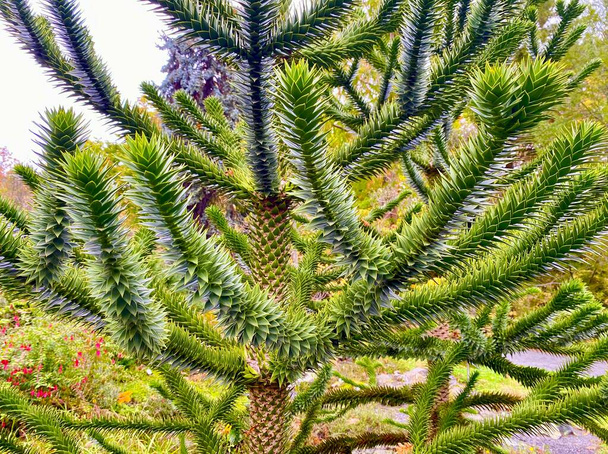 Jena botanik bahçesindeki Araucaria ağacı - Fotoğraf, Görsel