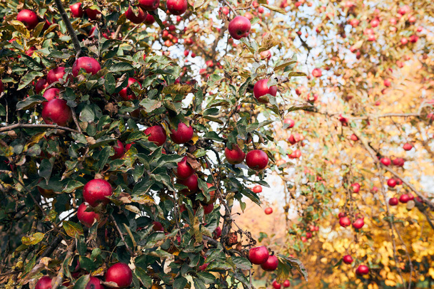 Apple tree with many ripe red juicy apples in orchard. Harvest time in countryside. Apple fresh healthy fruits ready to pick on fall season - Foto, imagen