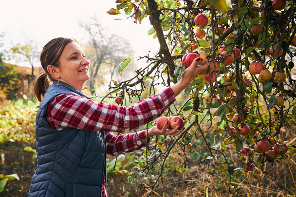 Woman picking ripe apples on farm. Farmer grabbing apples from tree in orchard. Fresh healthy fruits ready to pick on fall season. Agricultural industry. Harvest time in countryside - Foto, imagen