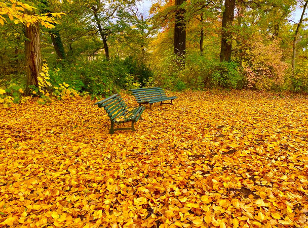 公園の美しい秋の色 - 写真・画像