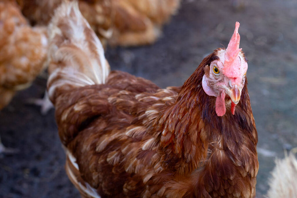 Hens in the chicken farm. Organic poultry house. - Φωτογραφία, εικόνα