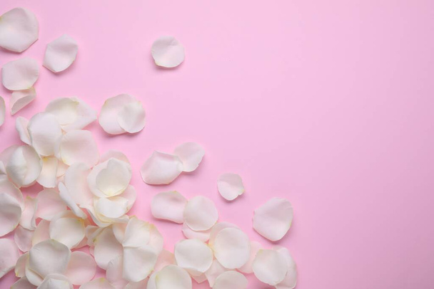Beautiful white rose flower petals on pink background, flat lay. Space for text - Zdjęcie, obraz