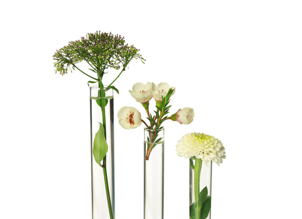 Different plants in test tubes on white background - Foto, afbeelding