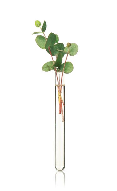 Eucalyptus branch with green leaves in test tube on white background - Φωτογραφία, εικόνα