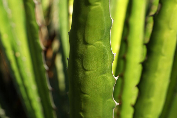 Closeup view of beautiful Agave leaf. Exotic plant - Zdjęcie, obraz