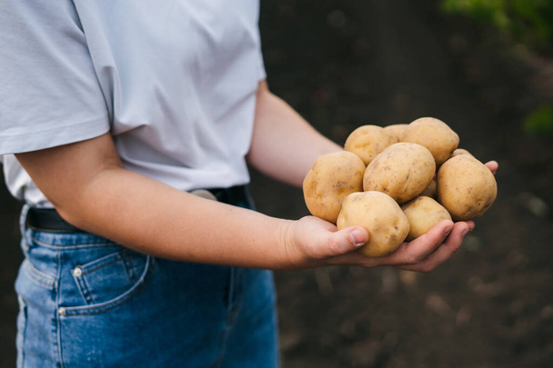 Ręce samicy rolnika pokazującej stertę świeżych surowych ziemniaków zebranych z ekologicznego i ekologicznego ogrodu polowego. Rolnictwo ekologiczne warzyw. Zdrowe. - Zdjęcie, obraz