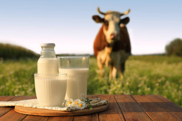 Milk with camomiles on wooden table and cow grazing in meadow - Fotografie, Obrázek
