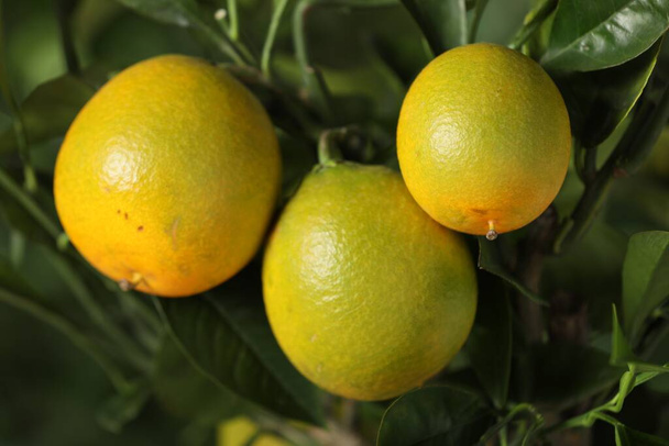 Closeup view of lemon tree with ripe fruits outdoors - Foto, imagen