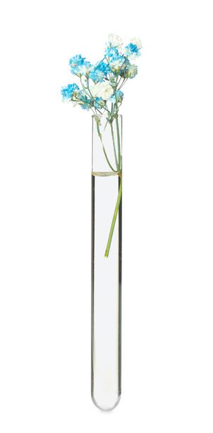 Gypsophila flowers in test tube on white background - Φωτογραφία, εικόνα