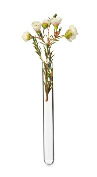 Chamelaucium flowers in test tube on white background - Foto, afbeelding