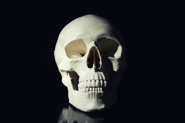 White human skull with teeth on black background - Photo, Image