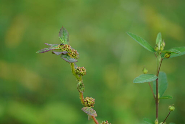 Euphorbia hirta (Patikan kebo, astma-plant) met een natuurlijke achtergrond. Dit is een broekroosje, mogelijk inheems in India. Het is een harig kruid dat groeit in open graslanden, wegbermen en paden. - Foto, afbeelding