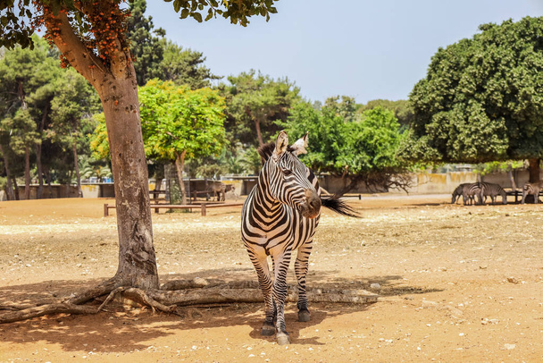 Beautiful zebra in safari park - Photo, Image