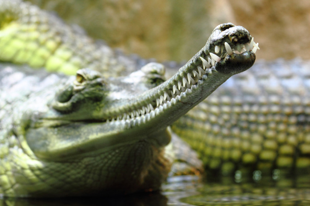 Detail des Alligatorkopfes - Foto, Bild