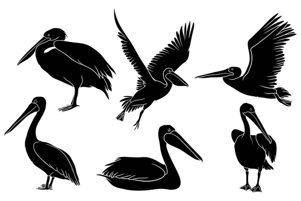 hand drawn silhouette of pelican - Wektor, obraz