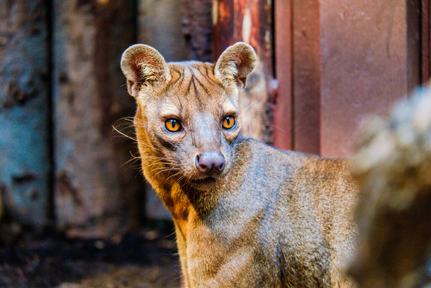 De Fossa van Madagascar close-up portret in de dierentuin - Foto, afbeelding