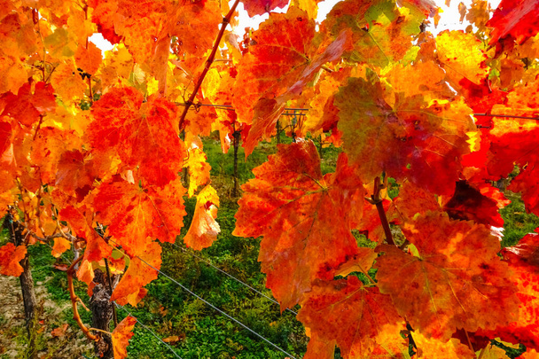 πολύχρωμα φύλλα από αμπελώνες το φθινόπωρο λεπτομέρεια θέα - Φωτογραφία, εικόνα