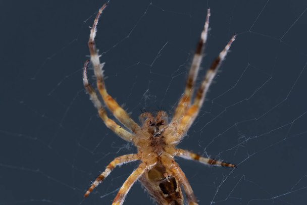 spider macro shot isolated on dark background - Photo, Image