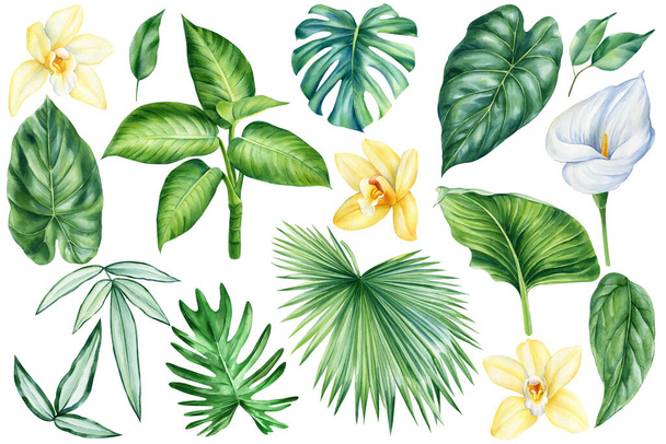 Sada tropických listů a květin izolované. akvarel botanická malba, barevná sbírka rostlin. Orchidej a calla. Vysoce kvalitní ilustrace - Fotografie, Obrázek