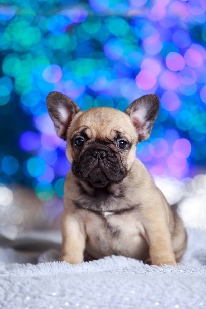 puppy dog breed french bulldog on a blue background - Foto, afbeelding