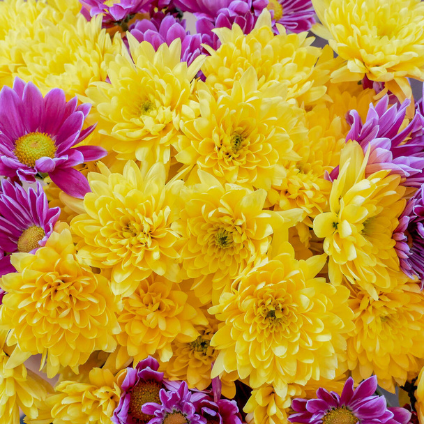 kolorowe chryzantemy żółte i fioletowe widok z góry, naturalne tło - Zdjęcie, obraz