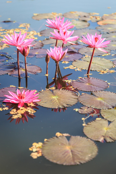 Pink lotus flower - Foto, Imagen