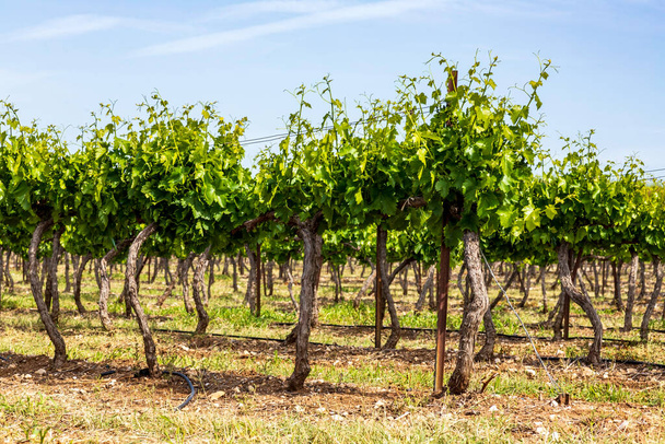Rows of vines with young green leaves. Spring vineyard Israel - Фото, изображение