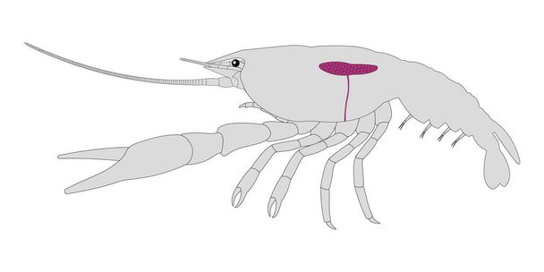 Sistema reproductivo femenino del cangrejo de río - Vector, imagen