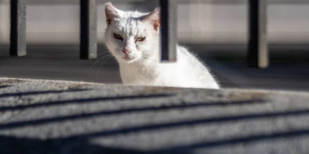 Cute white stray cat looking through grid in the streets of Malaga. - Photo, Image
