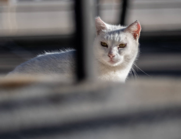 Roztomilý bílý toulavý kočka dívá přes mřížku v ulicích Malaga. - Fotografie, Obrázek