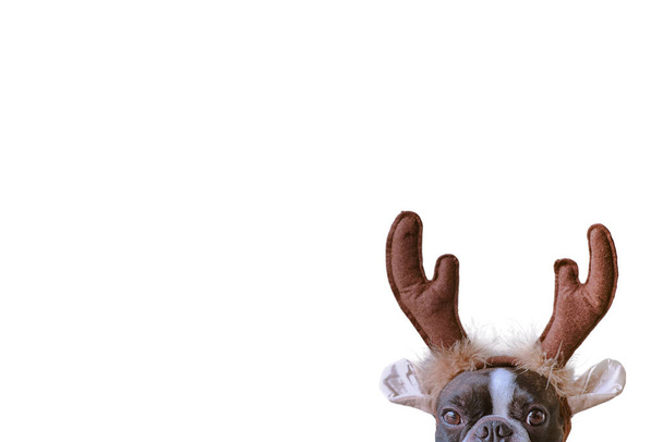 New year and Christmas concept with Boston terrier dog wearing reindeer antlers headband solid white background - Photo, image
