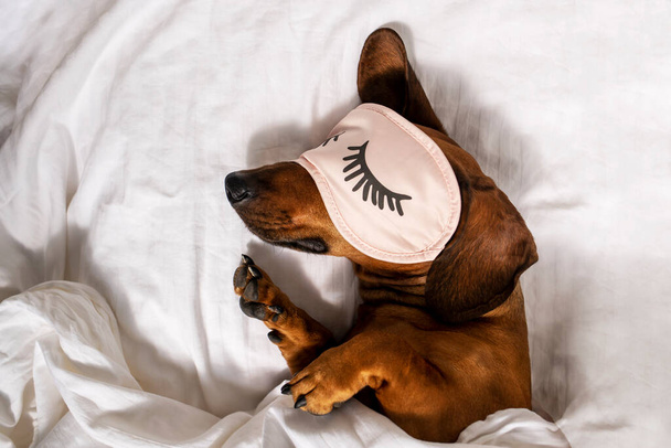 Un perro salchicha pelirrojo adulto descansa en una cama blanca y lleva gafas rosas para dormir. Dachshund durmiendo en la cama. Vista lateral. - Foto, Imagen