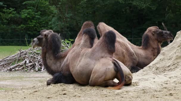 Bactrian kamelit, Camelus bactrianus on suuri, tasavarpainen sorkka- ja kavioeläinten kotoisin arojen Keski-Aasiassa. Bactrian kameli on kaksi kyttyrää selässään - Materiaali, video