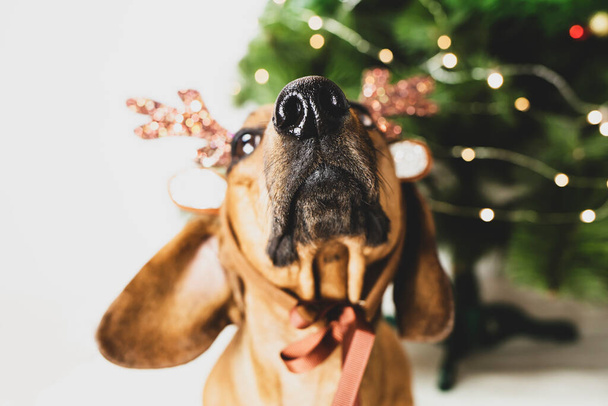Dachshund with deer horns on his head sits near the Christmas tree. - Foto, Imagen