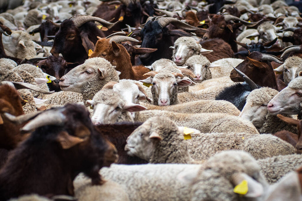 Un rebaño de muchas ovejas y cabras - Foto, Imagen