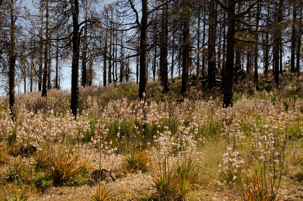 Summer asphodel Asphodelus aestivus in bloom and burned forest of Canary Island pine Pinus canariensis. Tejeda. Gran Canaria. Canary Islands. Spain. - Zdjęcie, obraz
