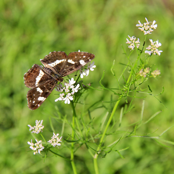 Butterfly (Araschnia levana f. prorsa) - Photo, Image