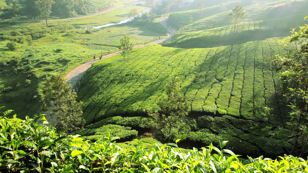 Чайная плантация и местные рабочие
 - Кадры, видео