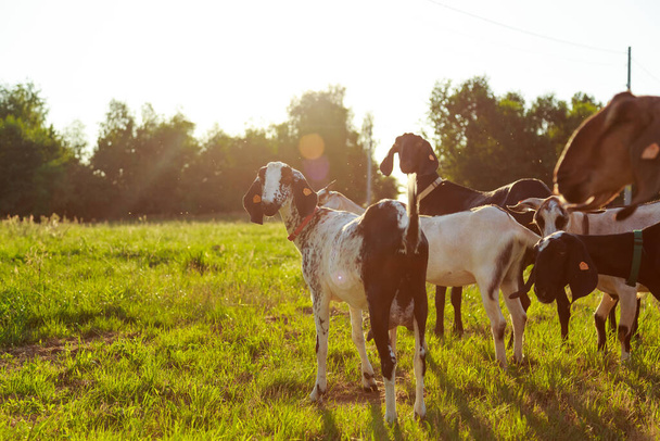  Goat on the pasture  - Photo, Image